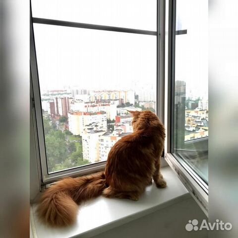 Москитная сетка на окно. Антикошка