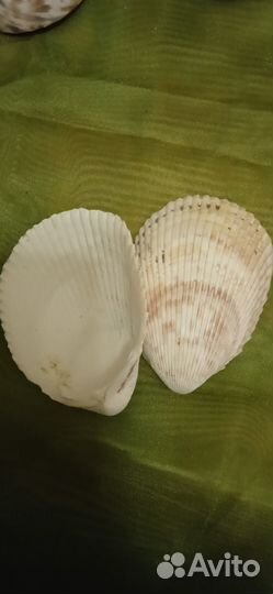 Ракушки, океан