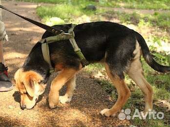 Щенок в дар