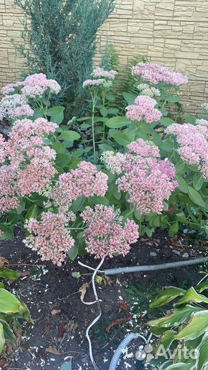 Очиток куст