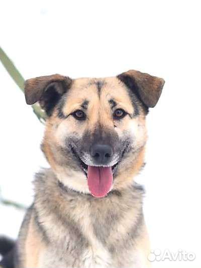 Собака в добрые руки из приюта бесплатно