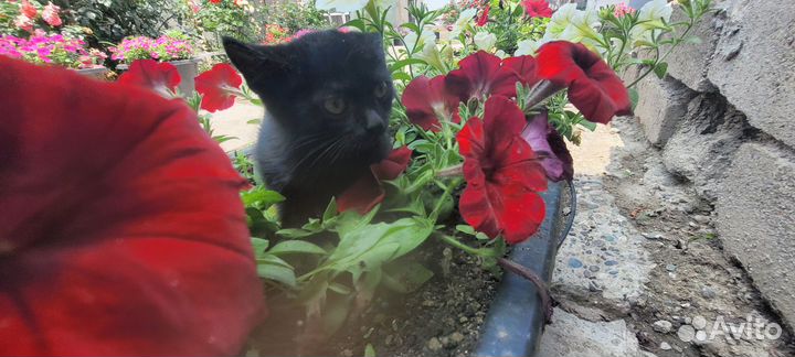 Котята в добрые руки даром девочка