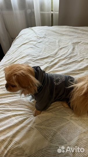 Костюмчик для собаки