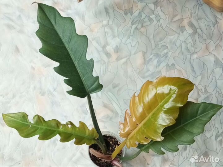 Филодендроны