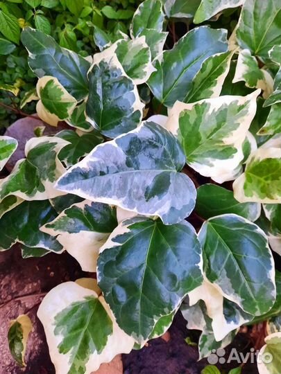 Плющ канарский