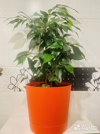 Фикус бенджамина