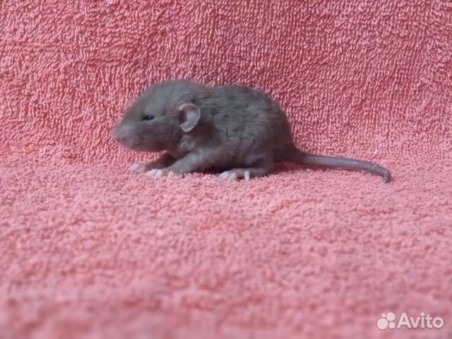 Крысята мраморный девил, лонг, рекс, сфинкс