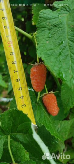 Ремонтантная малина Оранжевое чудо саженцы