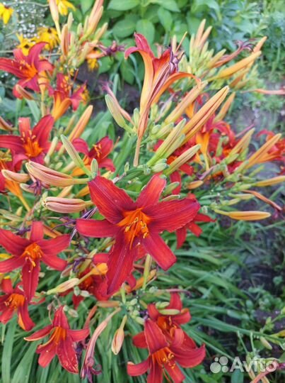 Лилейник семми рассел