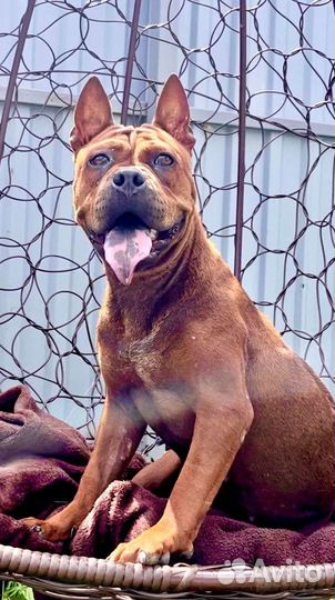 Китайский Чунцин