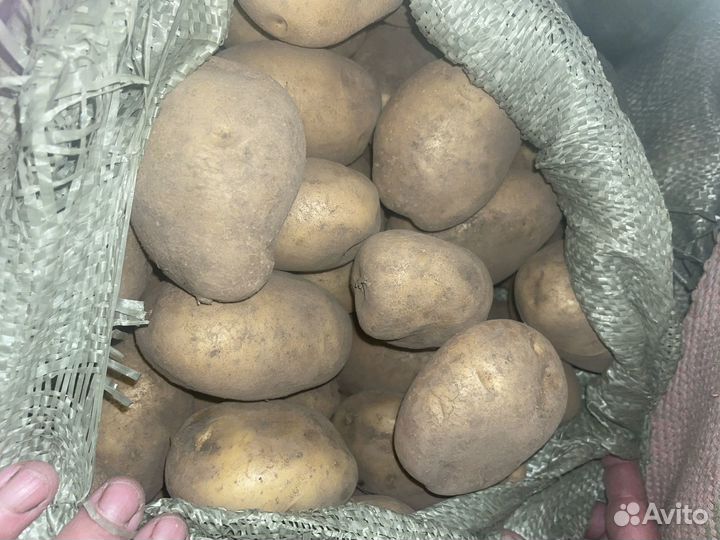 Картофель крупный