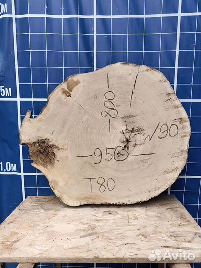 Спил тополя