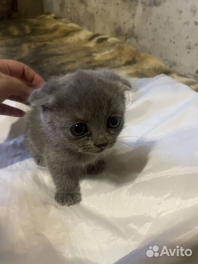 Шотландская вислоухая