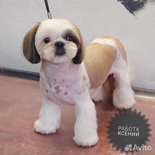 Стрижка собак и кошек. Груминг студия. Грумер