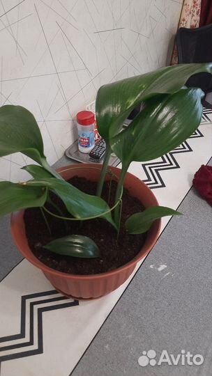 Эухарис амазонская лилия