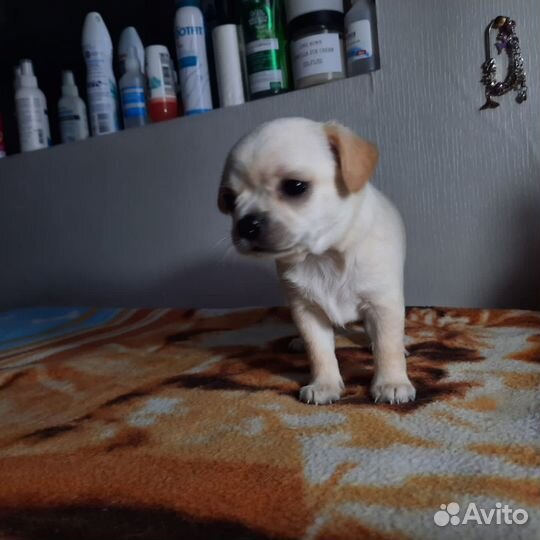 Щенки чихуахуа стандарт