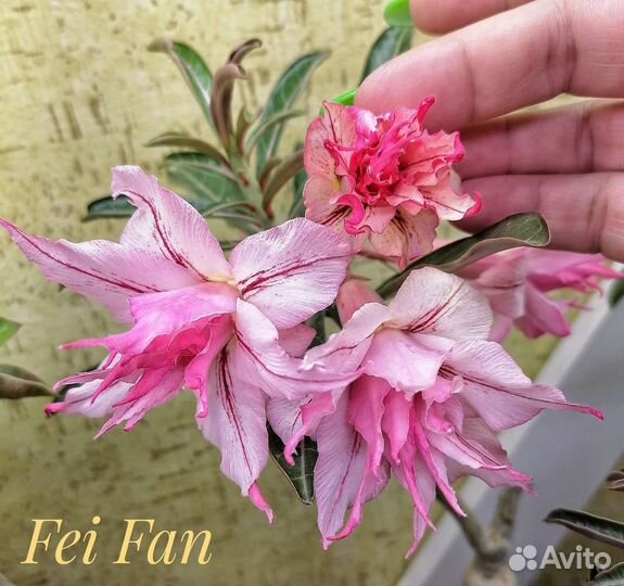 Адениумы взрослые