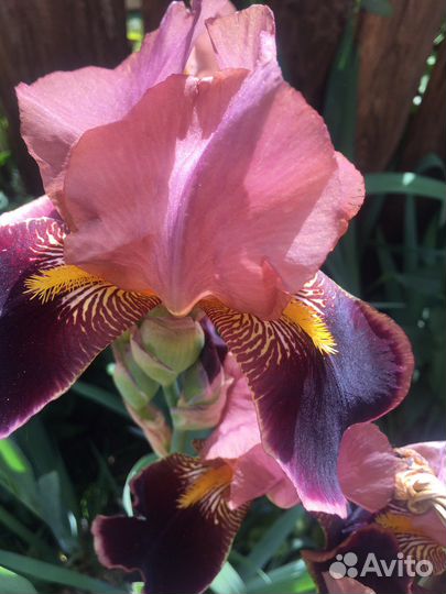 Ирис бородатый