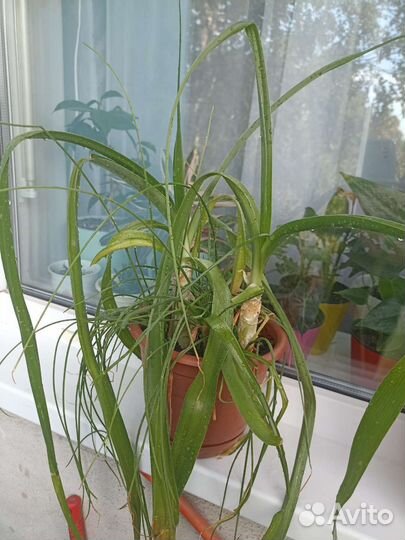 Птицемлечник