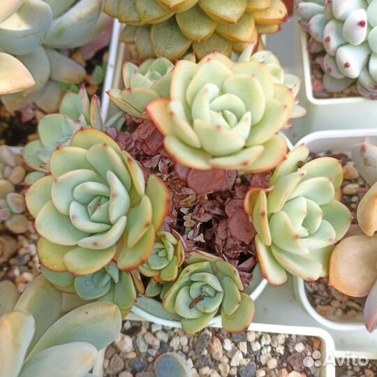 Суккуленты