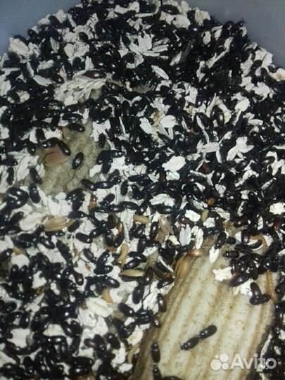 Жук Знахарь (Чернотелка)