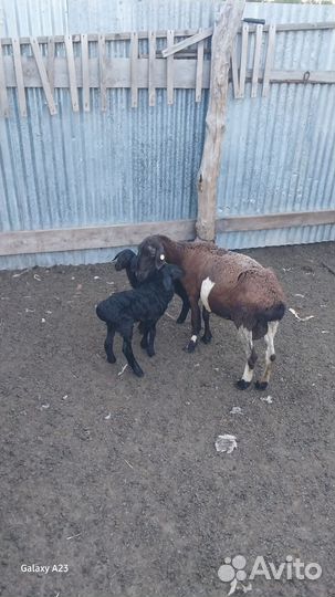 Курдючные овцы и баран,козы