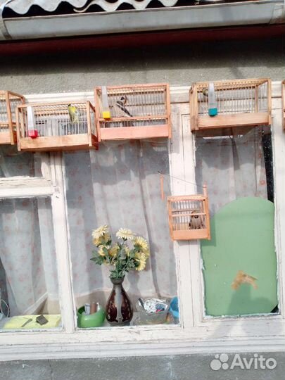 Певчие птицы