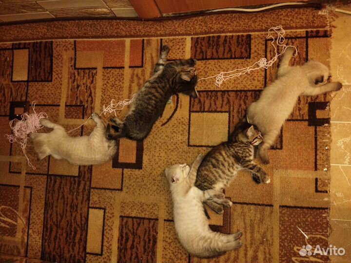 Котята