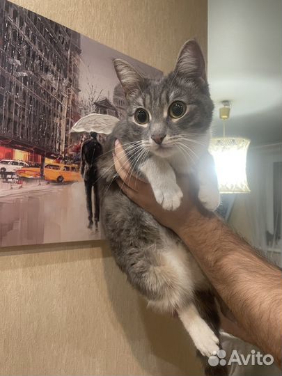 Кошечка ищет хозяев