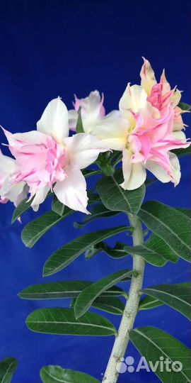 Адениум взрослый, прививки