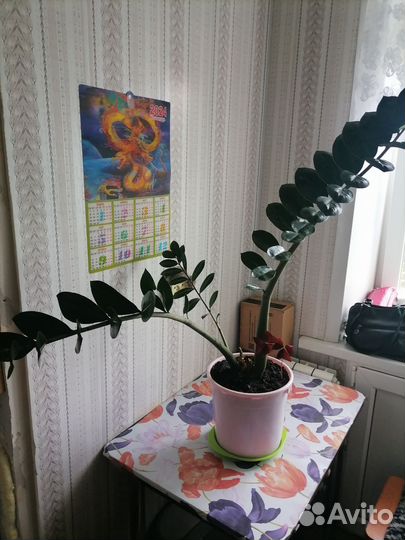 Замиокулькас