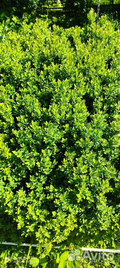 Самшит вечнозеленый 150см