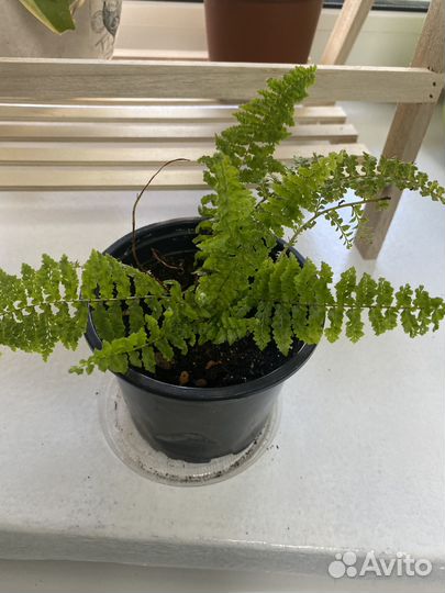 Папоротник нефролепис комнатный компактный вид