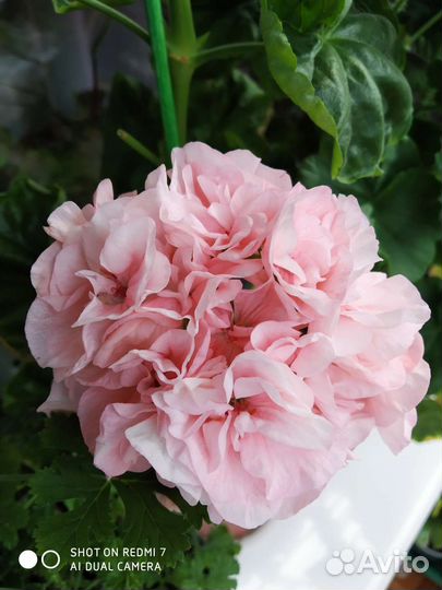 Пеларгония