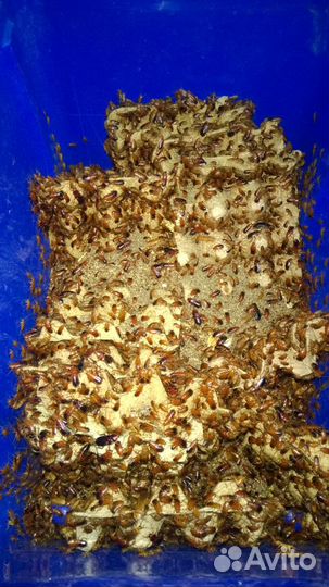 Туркменские тараканы