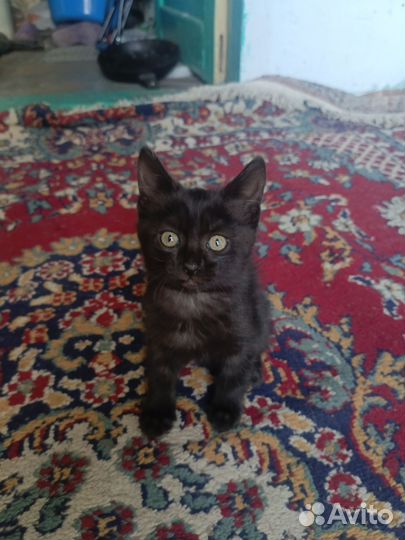 Отдам котят