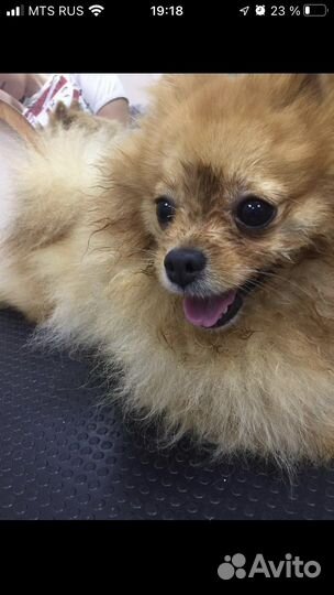 Стрижка котиков и собак на дом