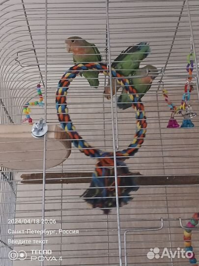 Попугай неразлучники