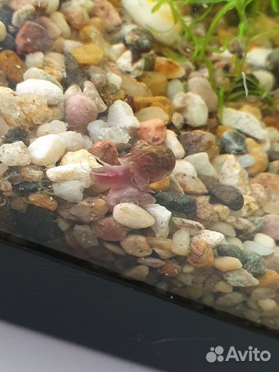 Аквариумные улитки - катушки и физы