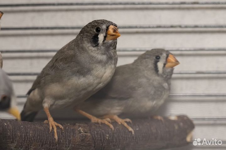 Зебровые амадины