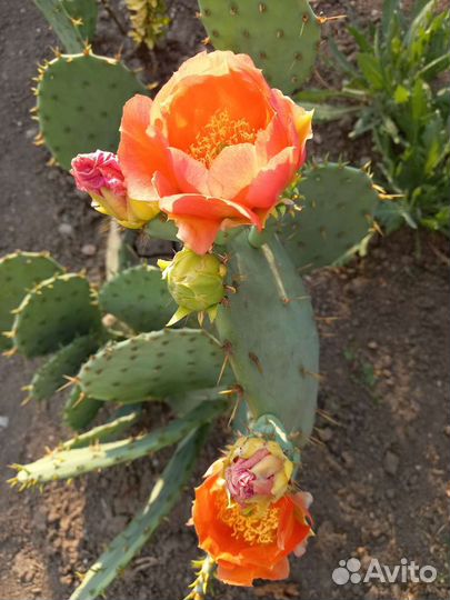 Кактус опунция уличный