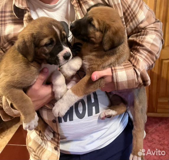 Щенки сенбернара девочки