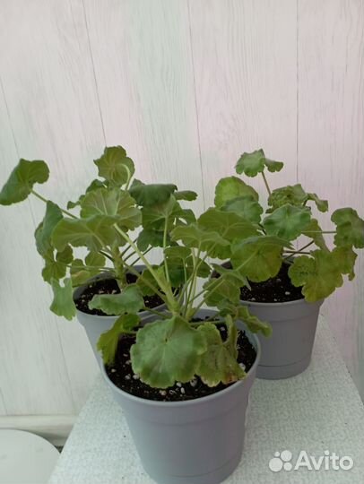 Королевская Пеларгония Рембрандт и Горячий поцелуй