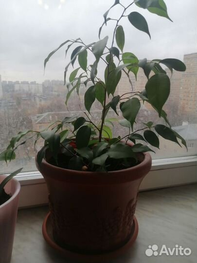 Фикус Бенджамина