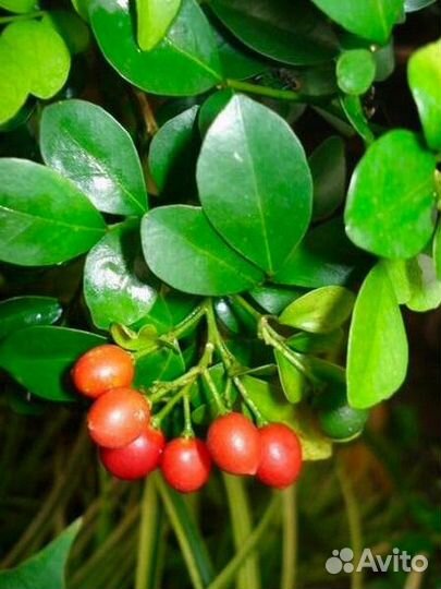 Муррайя метельчатая (домашнее растение)