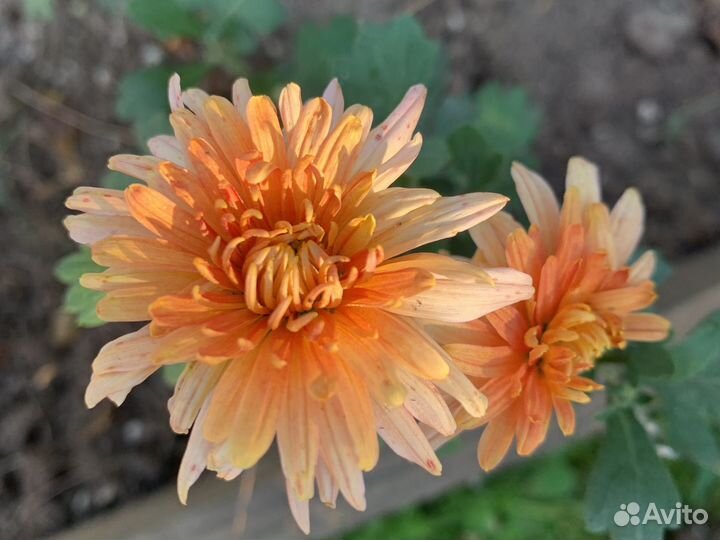 Хризантема