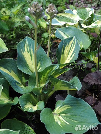 Многолетние садовые цветы