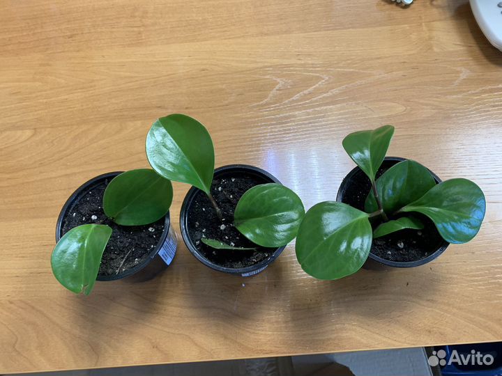 Комнатные цветы пеперомия, спатифиллум