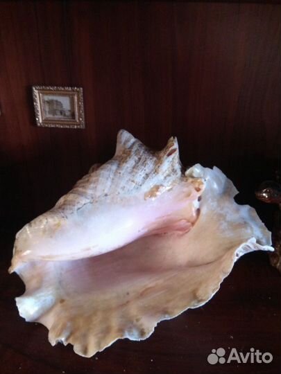 Ракушка раковина 70-е СССР