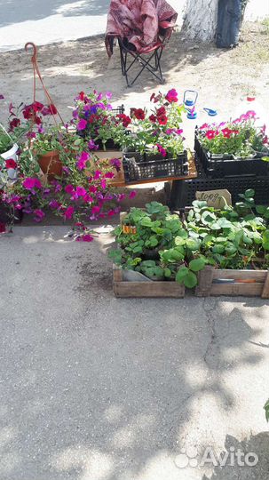 Рассада овощей и цветов